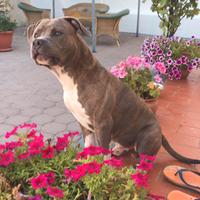 American bully