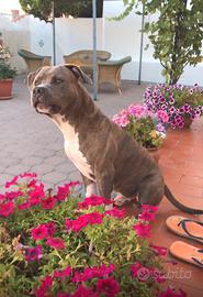American bully