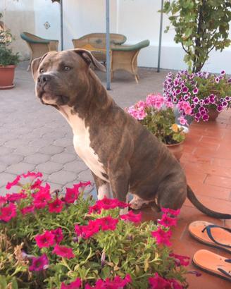 American bully
