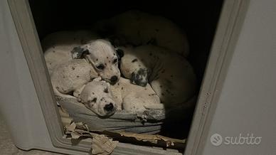 Cuccioli di dalmata