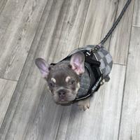 Bulldog francese maschio per accopiamento