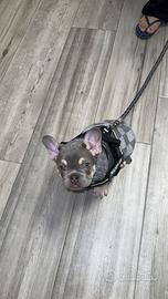 Bulldog francese maschio per accopiamento