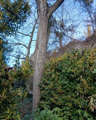 legno noce