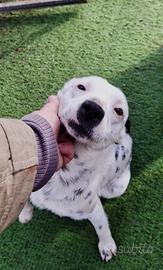 Jolie, dolce cucciolotta da adottare