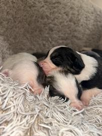 Cuccioli di Border Collie