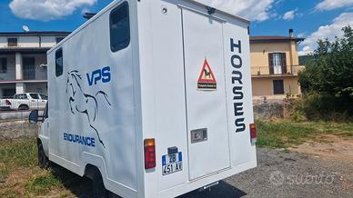 Van ducato fiat trasporto cavalli pat B