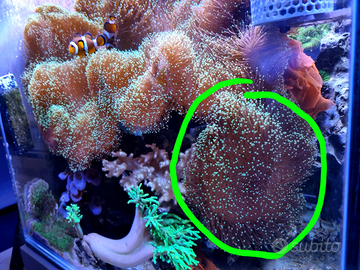 Coralli molli - Sarcophyton 18 cm punte verdi fluo