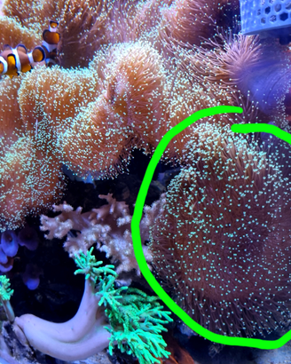 Coralli molli - Sarcophyton 18 cm punte verdi fluo