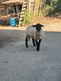 Agnello suffolk