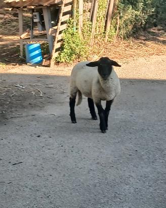 Agnello suffolk