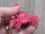 Immagine 3