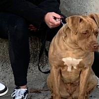 American Pitbull Terrier