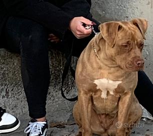 American Pitbull Terrier