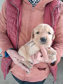 Cuccioli di golden retriever con pedigree Enci