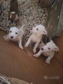 Cuccioli di amstaff