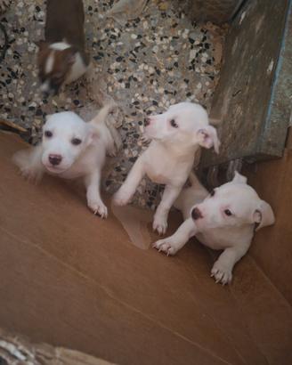 Cuccioli di amstaff