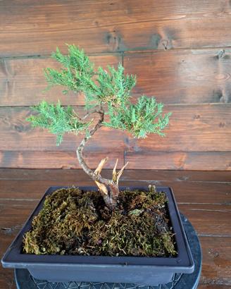Bonsai di ginepro. Visita il profilo.