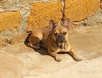 Bulldog francese