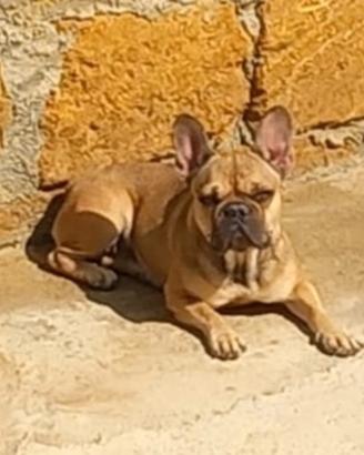 Bulldog francese