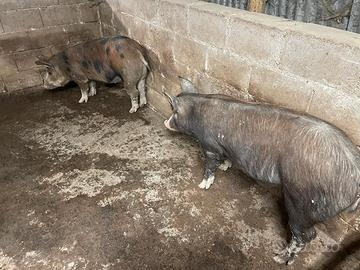 Maiali duroc/large white