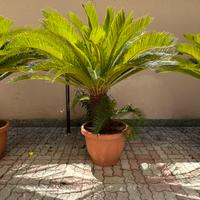 Pianta Cycas