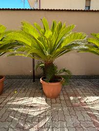 Pianta Cycas