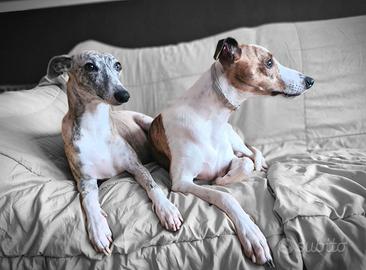whippet adulti in adozione