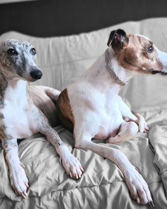whippet adulti in adozione