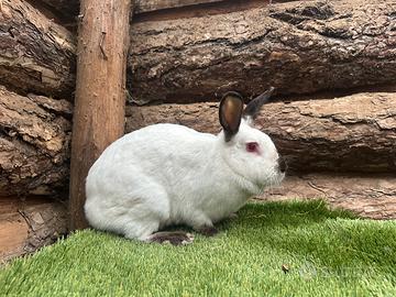 Conigli Californiani