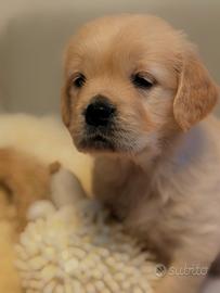 Cuccioli di Golden Retriever disponibili