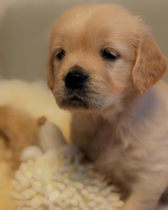 Cuccioli di Golden Retriever disponibili