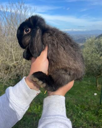 Coniglio ariete nano