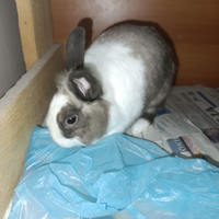 R.e.g.a.l.o coniglio nano