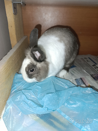 R.e.g.a.l.o coniglio nano