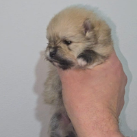 Pomerania toy Spitz tedesco nano pedigree femmine
