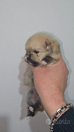 Pomerania toy Spitz tedesco nano pedigree femmine