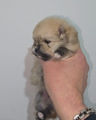 Pomerania toy Spitz tedesco nano pedigree femmine
