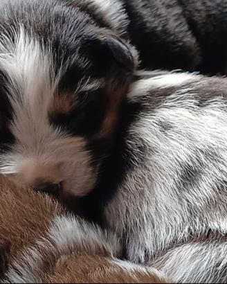 Australian Shepherd Pastore Australiano cuccioli