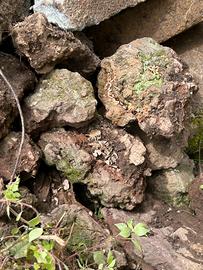 Pietre vulcaniche per giardino