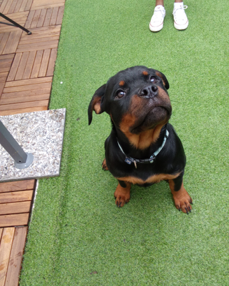 Rottweiler