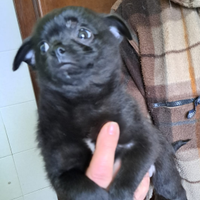 Chihuahua cucciolo maschio