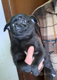 Chihuahua cucciolo maschio