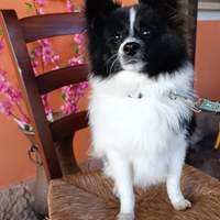 Spitz tedesco