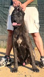 Cane corso cucciolone
