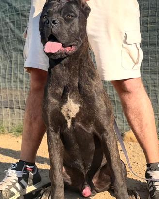 Cane corso cucciolone