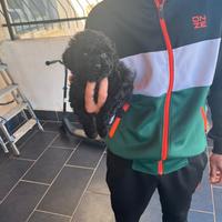 Cucciolo barboncino nano