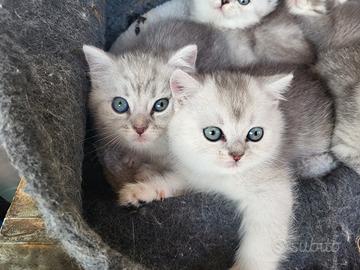 Disponibili cuccioli di scottish