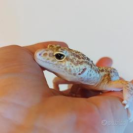 Geco leopardino