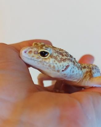 Geco leopardino