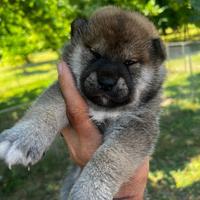 Cuccioli di Shiba Inu iscritti all'Enci